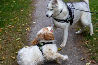 Sibiryalı Husky ve Cocker Spaniel birlikte oynuyorlar.
