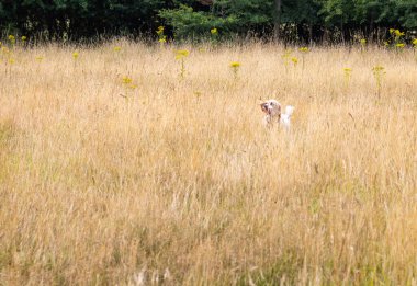 Cocker spaniel ağzında bir topla uzun kuru çimenlerde koşuyor.
