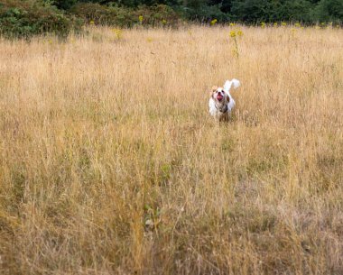 Cocker spaniel ağzında bir topla uzun kuru çimenlerde koşuyor.