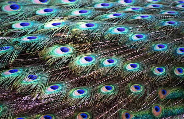 蓝色孔雀羽毛，特写。色彩艳丽的孔雀羽毛为背景 — 图库照片
