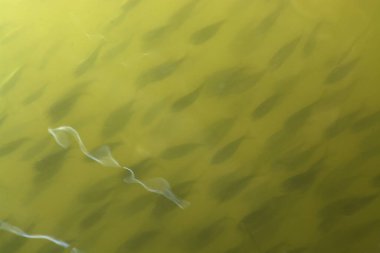 Su yüzeyi ve yeşil suda bir sürü küçük balık..