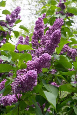 Güneşli bahar gününde parkta mor leylak. Bulanık arkaplanda bahar leylağı çiçekleri, seçici odak . 