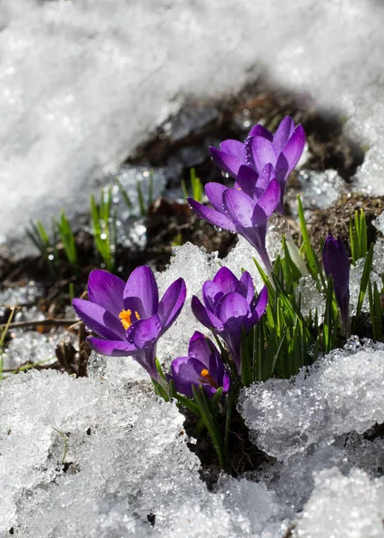 First crocuses in snow, purple spring flowers.