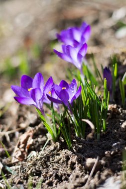 İlk bahar çiçekleri. Güneşli bir sabahta timsahlar, bokeh arkaplan. Yüksek kalite fotoğraf
