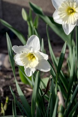 Narcissus çiçeği. Narcissus nergis çiçekleri, yeşil yapraklı arka plan. Yüksek kalite fotoğraf