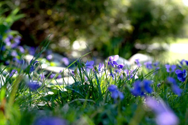 Purple Pansy Flowers Sunny Morning Garden Blooming Spring Flowers — Stockfoto