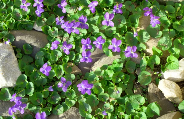 Purple flowers in sunny morning garden. Blooming spring flowers — стоковое фото