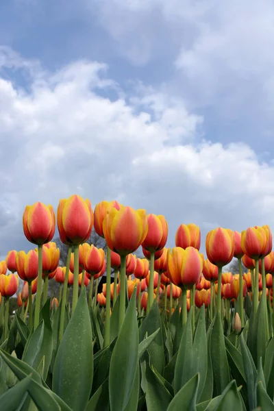 Spring blooming yellow, pink and red orange tulips with sky as a background — Stock Photo, Image