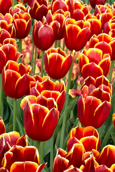 Spring blooming red tulips. Selective focus, bright color flowers. — Stock Photo, Image