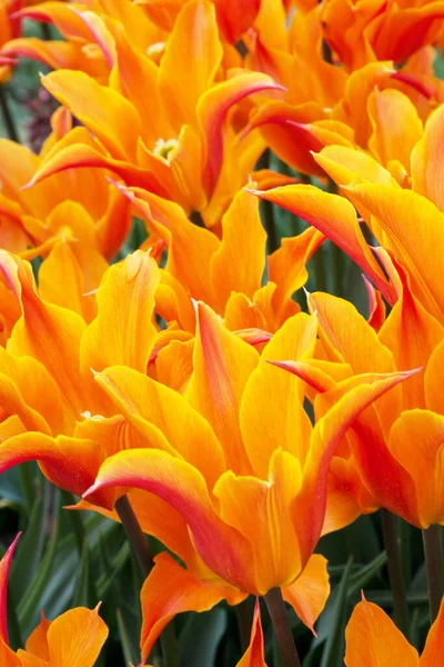 Yellow and orange tulips. Selective focus, tulips close up. Fresh first spring flowers — Stock Photo, Image