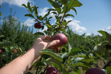Elma ağacında olgun kırmızı elmalar. Elle olgun kırmızı elma toplar. Elma bahçesi. 