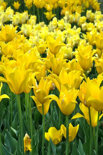 Field of beautiful yellow tulips. Spring nature background. — Stock Photo, Image