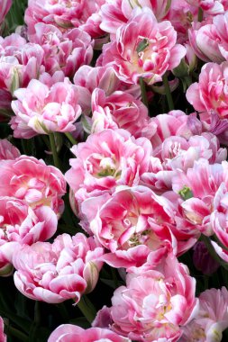  Pembe şakayık tipli laleler. Bahar doğası arka planı