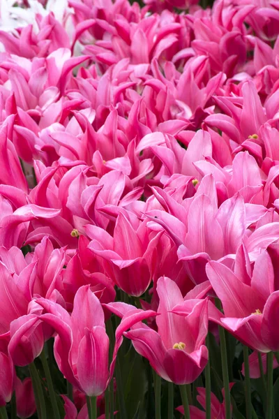 新鮮な最初のピンクの春の花。春の背景 — ストック写真