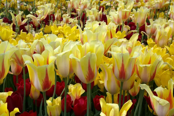 Fresh first spring flowers. Beautiful yellow tulips, spring background — Stock Photo, Image
