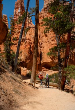  Bryce Canyon, Utah, ABD. Bryce Kanyonu 'nda yolda yürüyen turistler.