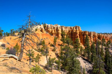 Bryce Canyon Milli Parkı, Utah, Amerika Birleşik Devletleri. 