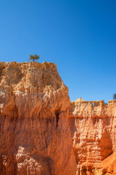 Bryce Canyon, Utah, ABD. Serserilerin ve kaya oluşumlarının tepesindeki küçük ağaç.