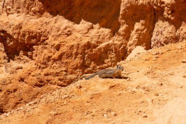 Bryce Canyon, Utah, ABD 'de küçük bir hayvan. Serseriler ve kaya oluşumları