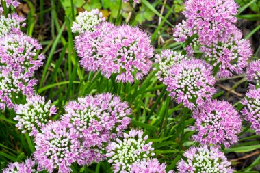 Güneşli bir günde mor çiçekler, yeşil çimenli yaz arkaplanı. Üst görünüm.