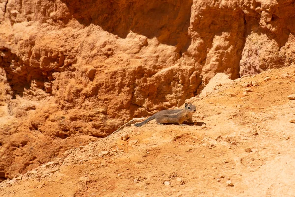Bryce Canyon, Utah, ABD 'de küçük bir hayvan. Serseriler ve kaya oluşumları