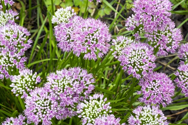 Güneşli bir günde mor çiçekler, yeşil çimenli yaz arkaplanı. Üst görünüm.