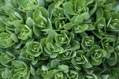 Soyut yeşil yaprak dokusu, doğa arka planı. Yeşil yapraklı arka plan ve duvar kağıdı. Yüksek kalite fotoğraf