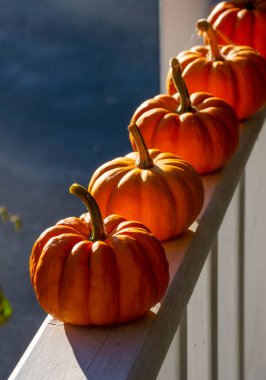  Balkabakları güneşli verandaya dizildiler. Sonbahar konsepti. Yüksek kalite fotoğraf