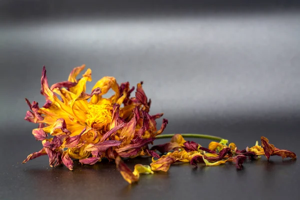Dry flower with dry petals on dark background. End of life consent . High quality photo