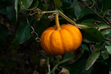 Orange Pumpkin on vines. Harvest time. Pumpkins in garden . High quality photo