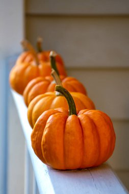 Autumn life with pumpkins. Pumpkins lined up on sunny porch. High quality photo
