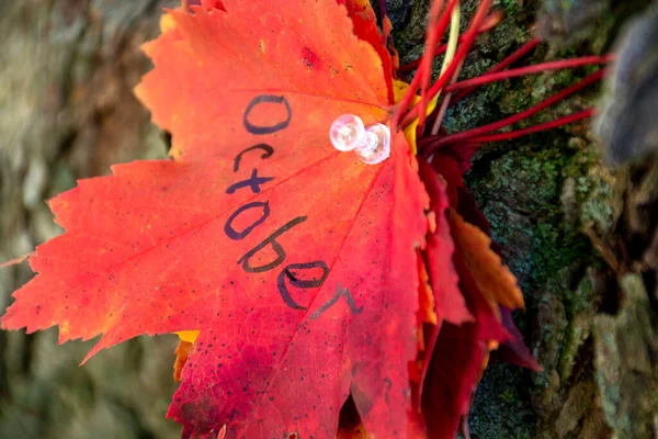 Fall theme. Month of October. Red maple leaf with word October pinned on tree. Nature calendar. . High quality photo