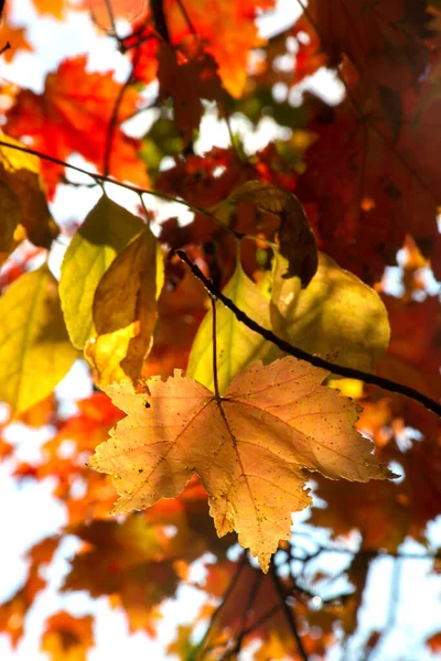 maple tree leaves on sunny background in autumn. . High quality photo