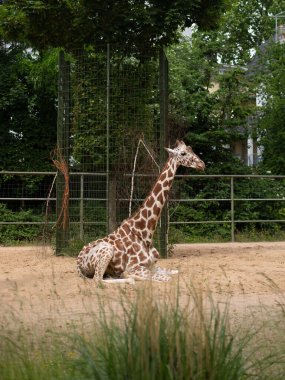 Giraffe lying down. Young giraffe sitting on the ground in its enclosure. Latin name - Giraffa camelopardalis