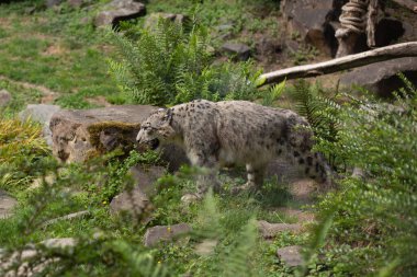 Kar leoparı yürüyor. Çok nadir ve benzersiz bir vahşi kedi. Irbis. Panthera uncia. Uncia uncia.