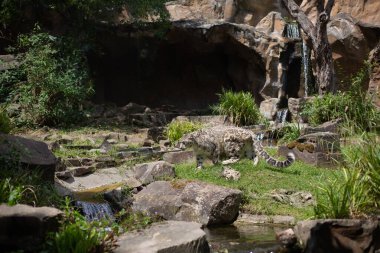 Kar leoparı yürüyor. Çok nadir ve benzersiz bir vahşi kedi. Irbis. Panthera uncia. Uncia uncia.