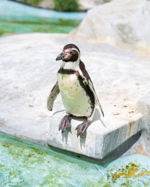Humboldt penguin standing in natural environment, on the rocks near the water