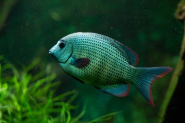A single aquarium fish. Close up. Oceanarium. A closeup shot of an African cichlid fish swimming underwater. Paretroplus menarambo