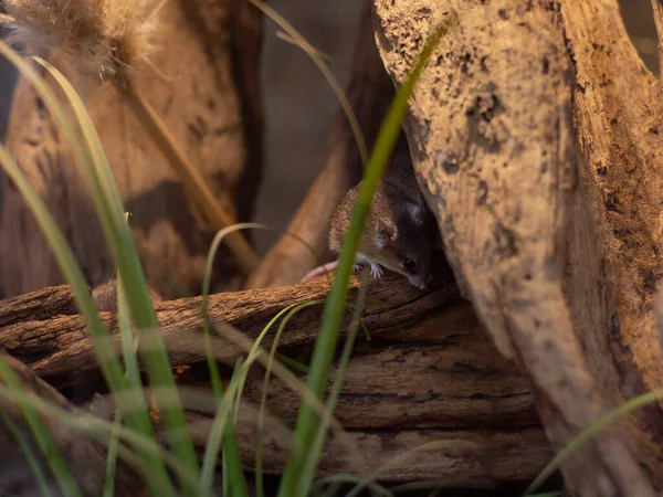 close up of the mouse on a snag. mammal