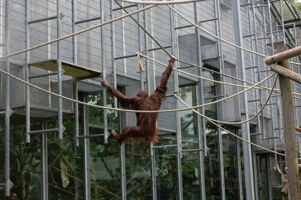 Orangutan Bermain Pada Tali Mainan — Stok Foto