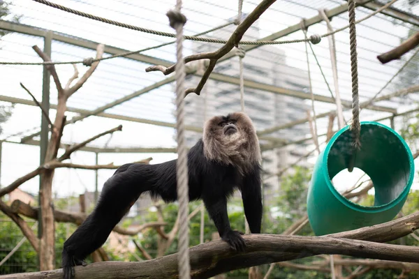 狮子尾猴 Macaca Silenus 科隆动物园 — 图库照片