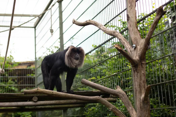 Macaque Queue Lion Macaca Silenus Zoo Cologne — Photo