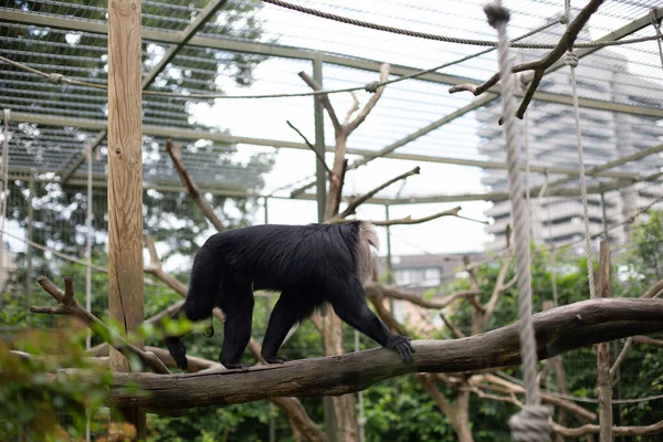 Lion-tailed Macaque (Macaca silenus) Cologne Zoo