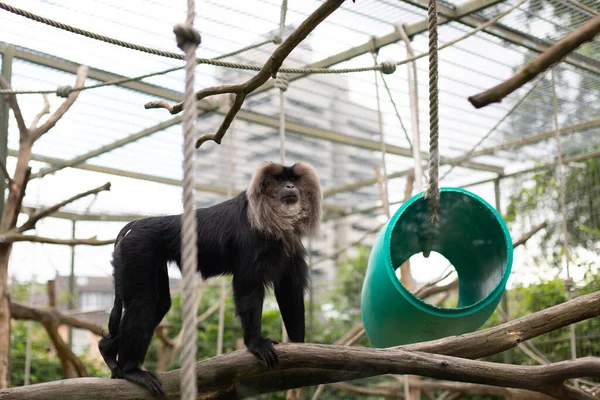 Macaque Queue Lion Macaca Silenus Zoo Cologne — Photo