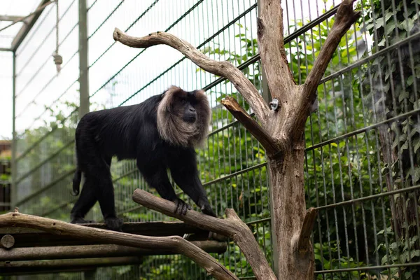 Macaque Queue Lion Macaca Silenus Zoo Cologne — Photo