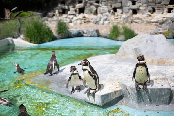 Humboldt penguins standing in natural environment, on the rocks near the water