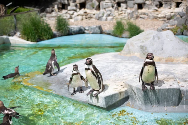 Humboldt penguins standing in natural environment, on the rocks near the water