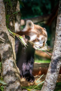 Kızıl panda güneşli yaz gününde bambu yaprakları yiyor.