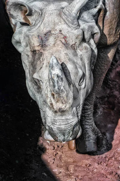 Retrato Rinoceronte Indio Con Piel Cabeza Herida — Foto de Stock