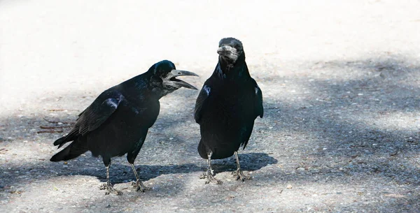 Dos Torres Pavimento Día Soleado Corvus Frugilegus Miembro Familia Los — Foto de Stock